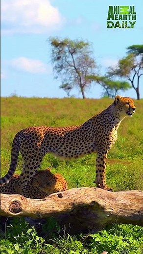 Cheetah Family in Serengeti Plains #serengeti #cheetahs #africanwildlife #nature #safari #africa