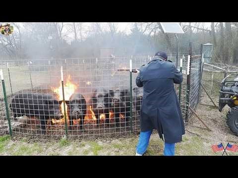 Explosive Trap - Wild Boars Struggling for Escape, But Their Only End Will Be Taken Down