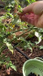 Chichiquelite - Garden Huckleberry Harvest. A new to me variety this year. We planted it in the spring. ⁣ ⁣ The berries are bright purple and taste like slightly sweet mild tomatoes. We added sugar and pectin to the berries and made jam with the harvest.⁣ ⁣ The jam is tasty. So far the plants don't mind the heat and are producing very well.⁣ ⁣ Start from Vilardi Gardens, seeds available from Native Seeds/SEARCH ⁣ #howtogrowyourownfood #growinginthegarden #gardeningtips #vegetablegarden #Chichiqu