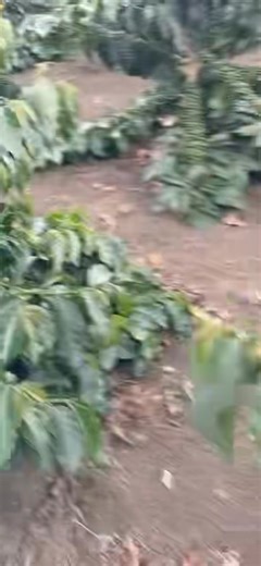 100K views · 1.8K reactions | Qué tal este catuai, qué calidad de llenado y excelente porte de árbol, equilibrado producción con follaje. # Café @seguidores #catuai #huila # fertilizantes | Portal cafetero. | Facebook