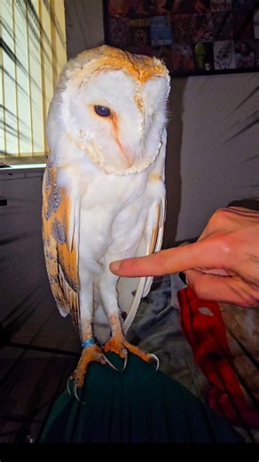 Princess Aurora on Instagram: "Owls look like the linebackers of the bird world, but surprise—they’re mostly just fluff in disguise 🦉😄! All those big, round shapes come from super-puffy feathers that act like a built-in winter coat, trapping air to keep them warm and whisper-quiet in flight. Underneath that feathery parka, an owl’s body is actually pretty small—more like a soda can than a bowling ball 🥤😂. But here’s the real plot twist: hiding under all that fluff are ridiculously long legs