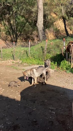 Wolves and Dog Interacting in a Natural Setting