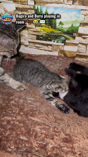 Tom and Kitten’s New Adventures | — Bagira and Barsi rolling play 😺🐾😂