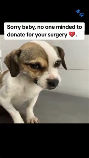 Tap the link in the bio to donate. Any amount helps save Vicky ❤️#germay🇩🇪