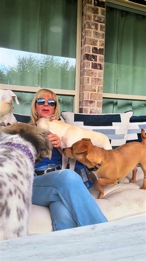 Fostering saves lives. ❤️ By opening your home temporarily, you give animals a safe place to rest, heal, and prepare for their forever family. Every foster home creates space for another animal in need. Learn how you can make a difference and become a foster today at HSNT.org #fosteringsaveslives #foster #texas #fortworth #adoptdontshop