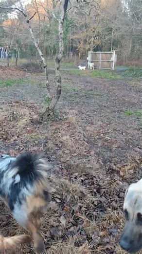 Ça y est petit Django a accepté de venir faire la sortie avec plein de loulous 😊. L'important c'était de respecter son rythme d'adaptation, de lui présenter petit à petit les bons protagonistes ( ceux qui vont le respecter dans sa communication). Surtout rien ne sert de forcer 😉. Maintenant il va enfin pouvoir profiter pleinement 😀. | Instinctive Dog