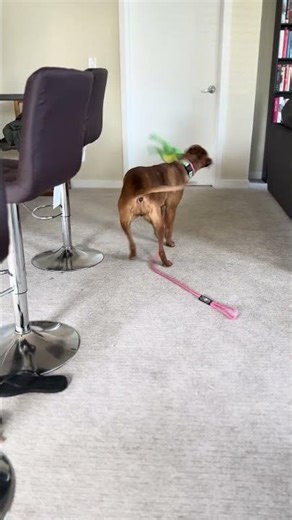 Video of adoptable pet named Rue