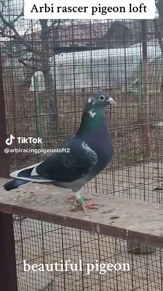 Beautiful Racing Pigeons in Arbi's Loft