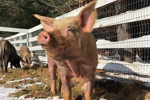 Donate to Pickles' Fundraiser for Arthur's Acres!, organized by Maddie Johnson
