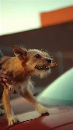 A man threw a poor puppy and her babies out of a car 😞🐶 #usa #usashorts #american #english