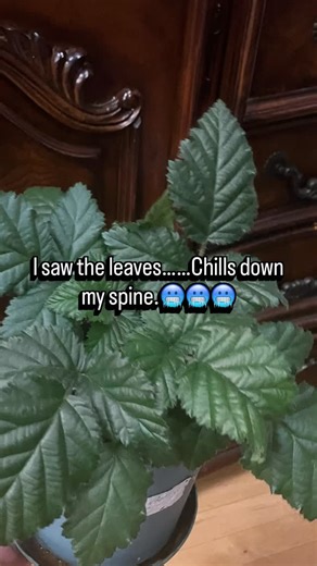 @cropscience1 on Instagram: "I saw the leaves……Chills down my spine.🥶🥶🥶Is this Himalayan Blackberry? TBH “Harbinger of Darkness” is a TUFF name for a blackberry. This is incredible. My local Rubus ursinus falls completely dormant in my area, same with the armeniacus here; and we don’t even get snowfall. This crop has the potential to massively influence the achene berry market in a really significant way. Astounding work. The people know game. They know a great blackberry plant when they see