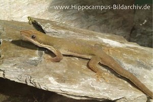 Phelsuma dubia - Alchetron, The Free Social Encyclopedia