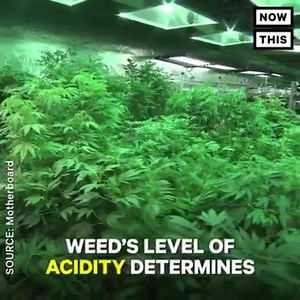 16 reactions | What makes purple Kush so purple? | Medical Cannabis Coalition | Facebook