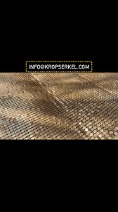 Behold the allure of our Cylon Centurion’s golden mail skirt! Each link meticulously crafted, this piece embodies the intricate beauty of our unique costume design. Even a Cylon’s tush has its own shine! #Kropserkel #Cylon #BattlestarGalactica #battlestargalactica1978 | Kropserkel 'Prop Culture'