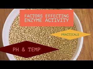 Practicals on Factors Effecting Enzyme Activity.