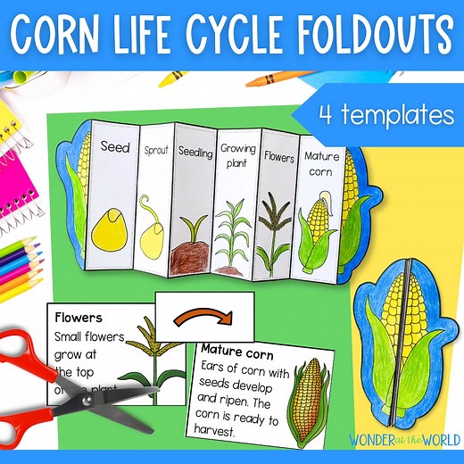 Life Cycle of a Corn Maize Plant Foldable Sequencing Activity for Kids | A4 and 11x8.5 Inch | Digital Download | Cut and Paste Fall Autumn - Etsy