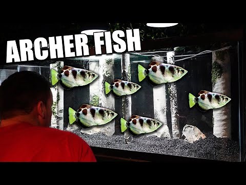 The ultimate archer fish aquarium!
