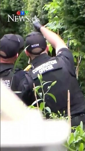 Black bear tranquilized after wandering into East Vancouver