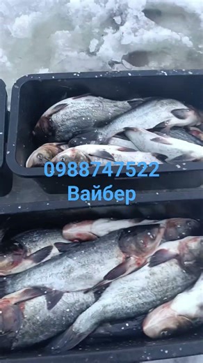 почістили товстолоба керхером