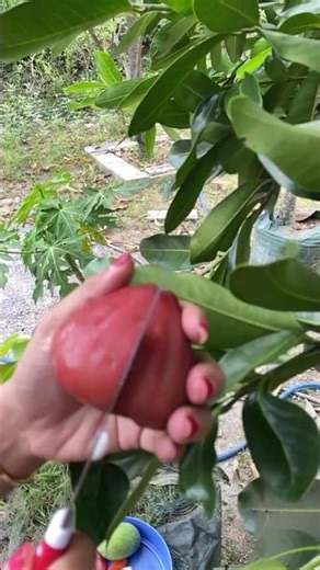 The process of splitting water apples. #shorts