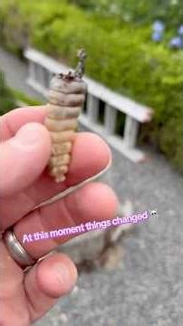 Rattlesnakes🐍Both Predator and Prey ⚠️ Viewer Discretion Advised #youtube #food #eat #snake #fyp