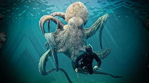 Bedrohlicher Oktopus schwebt hinter Taucher: Ist dieses atemberaubende Naturfoto wirklich echt?
