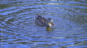 Dive into the fascinating world of the mallard duck, also known as the wild duck. Learn about its behavior, habitat, diet, and more in this educational video series.