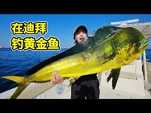 Fishing in Dubai: An Unexpected Catch of Golden Fish—How Does This Emerald-Green Delicacy Taste?