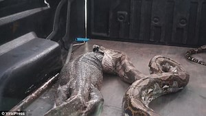 See the Horrifying Moment a 14-ft Giant Python Vomited a Huge Monitor Lizard (Photos)