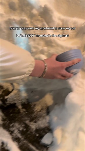 Despite being a snowshoe he hated it and he’s real for that! We love a cat who defies expectations!