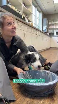 Rat Bait Poisoning in a Dog - What to Do