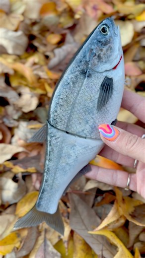24 reactions | Gizzard Shad  on the Hinkle Shad #custompaintedlures #swimbaituniverse #swimbaitunderground #bassfishing | Little River Lure Lady | Facebook