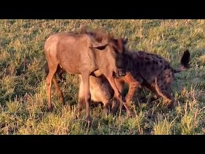 hyenas attacking young wildebeest separate from the mother video