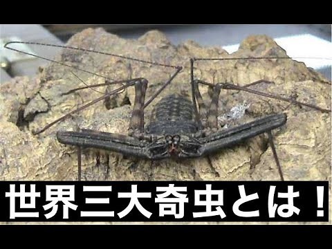 【ウデムシ！】世界三大奇虫とは？徹底解説！【ヒヨケムシ！サソリモドキ！】