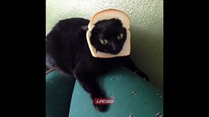 Remember bread kittens?? | Funny Videos