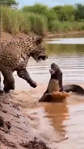 Otter Forces Leopard to Retreat #wildlife #shorts