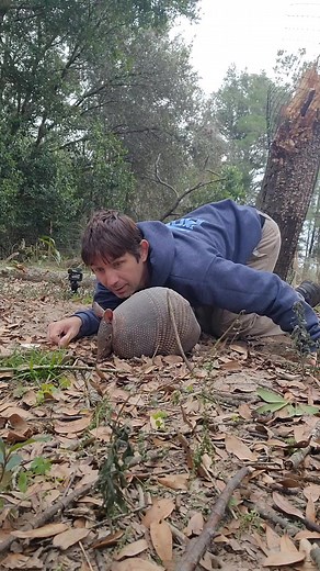 79K views · 1.7K reactions | Wild Armadillo in Florida!! | Wild Charles | Facebook