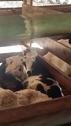 Belajar ternak itu harus dari yg kecil dulu