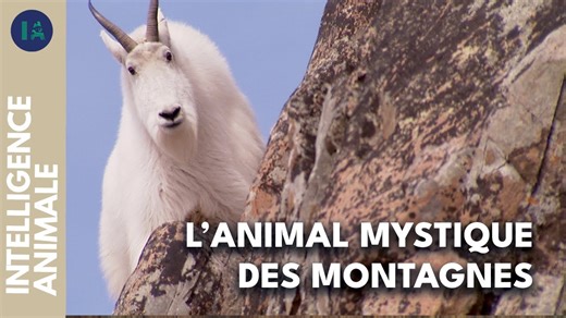 Documentaire | Rencontre dans les hauteurs : la chèvre des montagnes