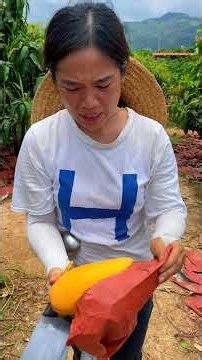 Sister Qian's Orchard ,Harvesting mangoes