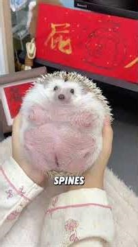 Can a newborn hedgehog Hurt their mother?