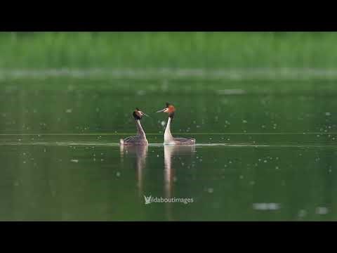 Great crested grebe courtship dance