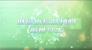 低镉水稻品种的前世今生——镉低积累水稻品种(低镉臻两优8612)在湖南的推广普及 - 时刻