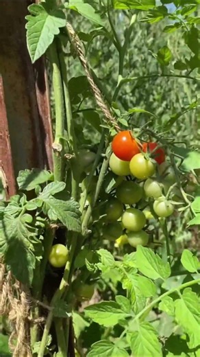 Garden Update: My Tomato Patch is Exploding! | #shorts #plants #gardening