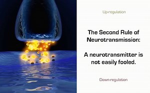 【公开课】快速记忆各类神经递质 （中英字幕）