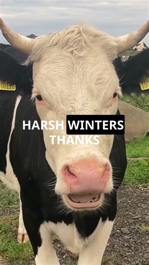 5 Mind Blowing Facts About Belted Galloway Cattles! 🐄✨#cattle #beltedgallowaycattle