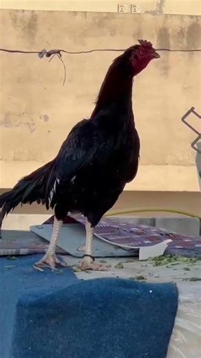 murga#black Java#1millionviews #shortvideo #viralvideo