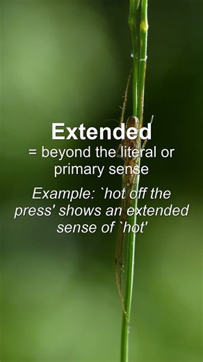 Word of the Day: Extended #Shorts