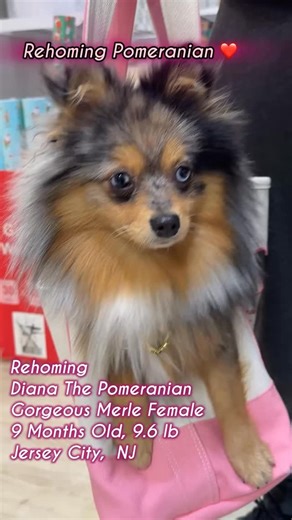 330 reactions · 26 shares | We Our Are Rehoming Our Gorgeous Black Merle With Tan Points Pommie Girl Diana. She looks like a tiny australian shepherd. I have seven dogs and am overwhelmed so rehoming Diana for this reason. She is a wonderful girl. Perfect Health. ❤️❤️❤️❤️#pomeranian #rescuedog #rehomingpets #merlepomeranian #pomeranianpuppy | PomeranianDream | Facebook