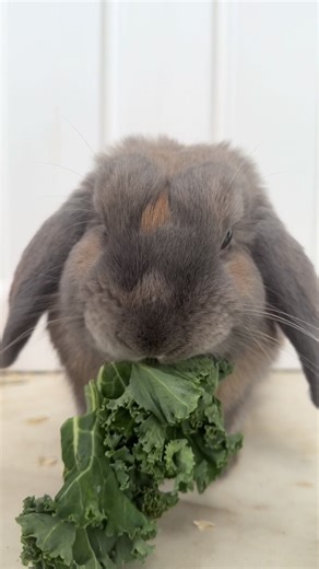 He eat #bunny #rabbit #petsoftiktok #cutedog